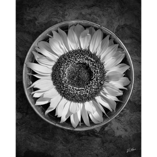 Foto de un girasol